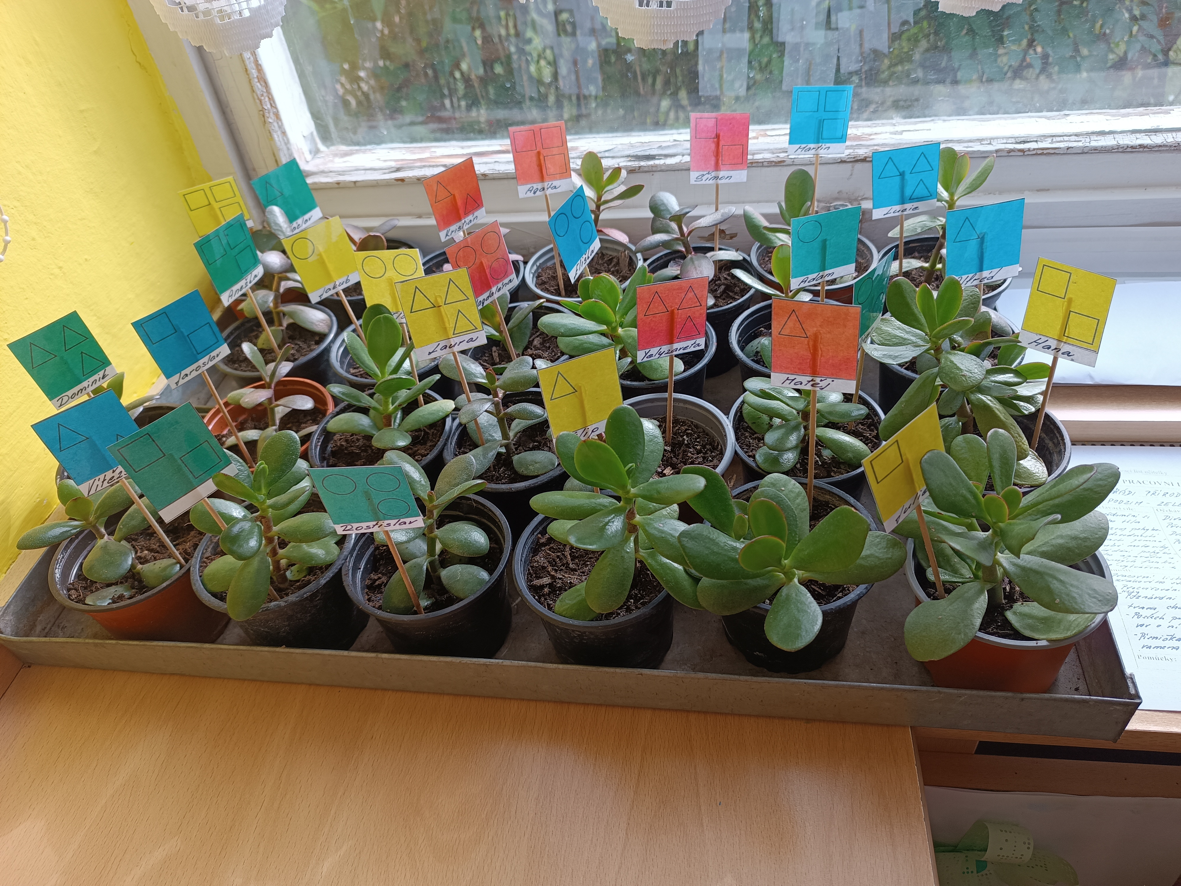 obrázek zpráva Malý zahradník - sázení oplégrů Tlustice