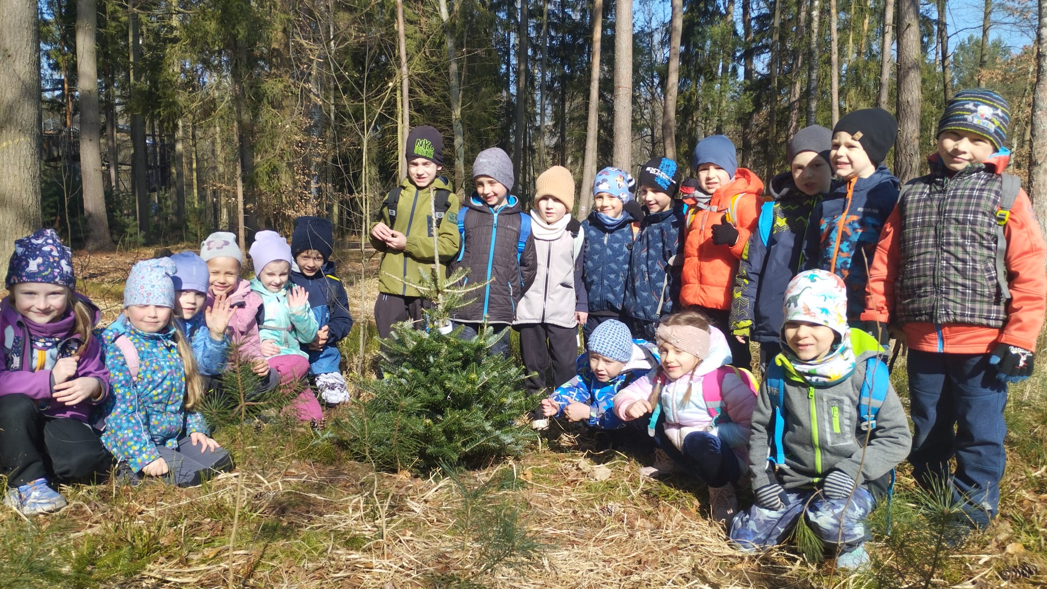 obrázek zpráva Sázení stromečků v Hradeckých lesích